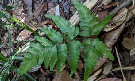 Parapolystichum rufescens