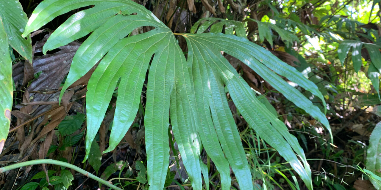 Dipteris wallichii