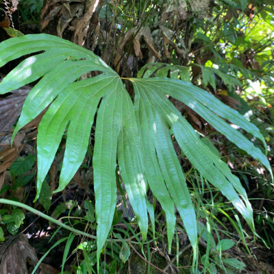 IMG_3931 (Dipteris wallichii)