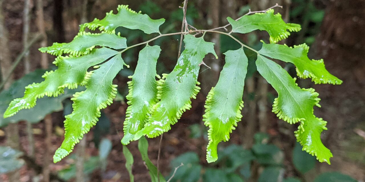 Lygodium reticulatum