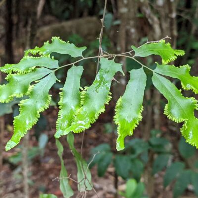 Netted Wire-fern – Lygodium reticulatum – Gadgarra Forest Reserve – Gillies Lookout Road (1) (Lygodium reticulatum)