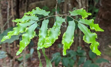 Lygodium reticulatum