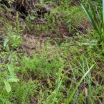 Nodding Clubmoss – Palhinhaea cernua – Lycopodiaceae – Wooroonooran National Park – Windin Falls Trail (4) (Palhinhaea cernua)