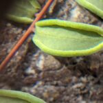 Spiny cliffbrake – Pellaea truncata – Pteridaceae – Santa Rita Mountains – Florida Canyon (5) (Pellaea truncata)