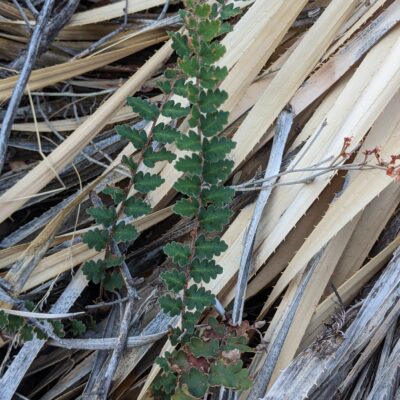 Wavy Scaly Cloak Fern – Astrolepis sinuata – Pteridaceae – Santa Rita Mountains – Florida Canyon (3) (Astrolepis sinuata)