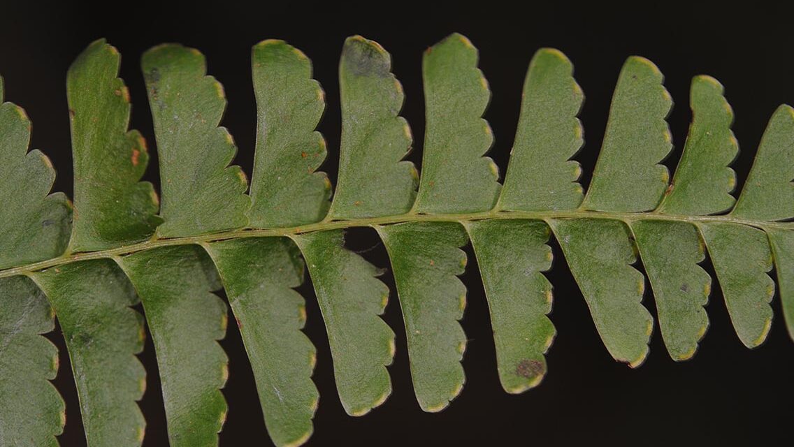 Lindsaea stolonifera