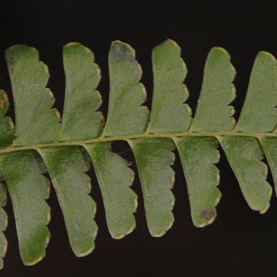 DSC_0009 (Lindsaea stolonifera)