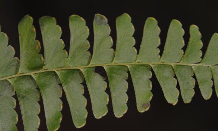 Lindsaea stolonifera