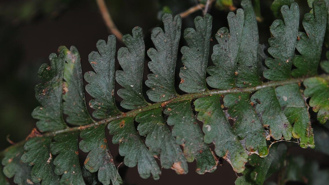 Lindsaea repens var. sessilis