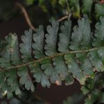 Lindsaea repens var. sessilis