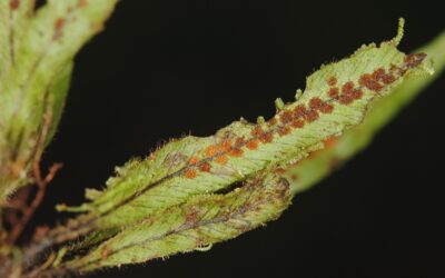 Archigrammitis demissa