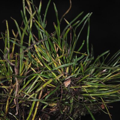 DSC_0039 (Vaginularia acrocarpa)