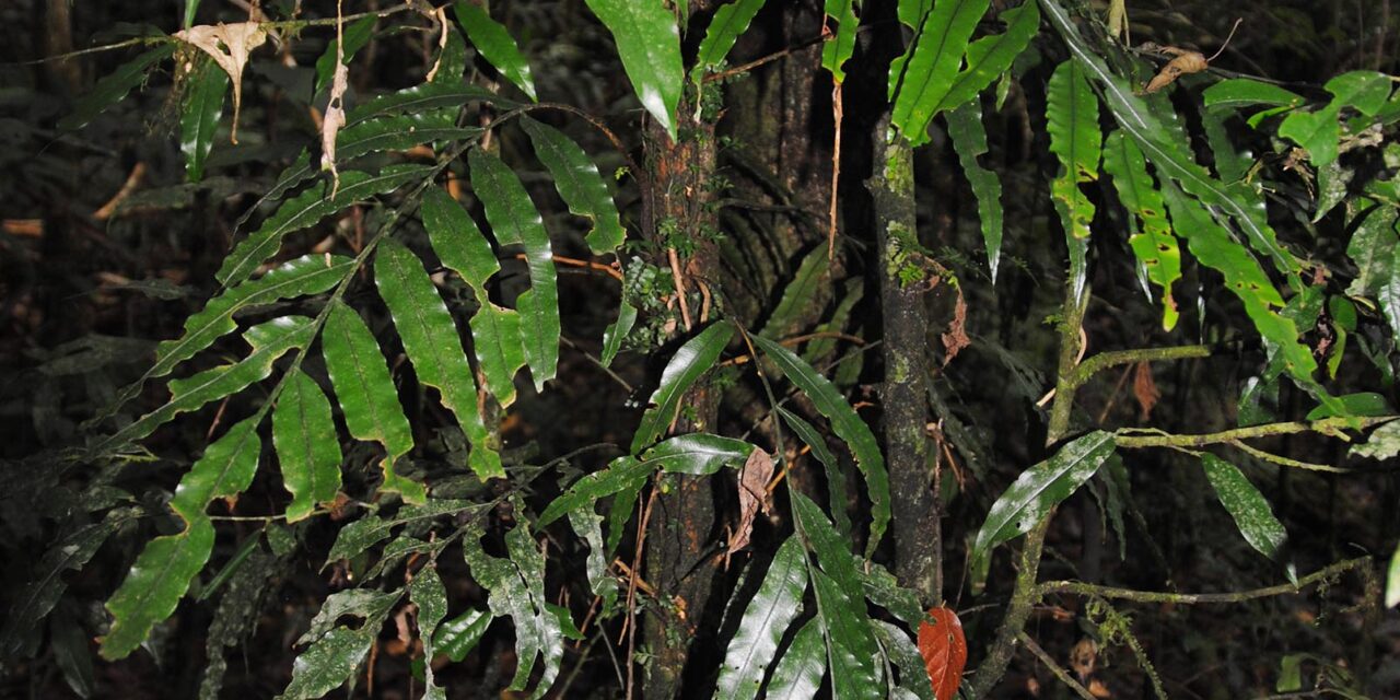 Lomariopsis cf. kingii