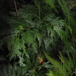 Selaginella rechingeri