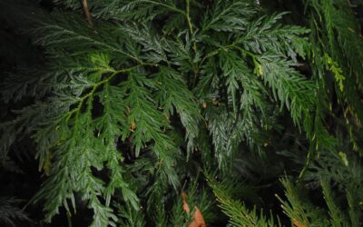 Selaginella rechingeri