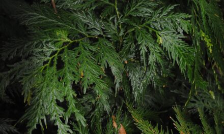 Selaginella rechingeri