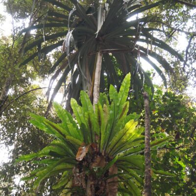 DSC_0326 (Asplenium musifolium)