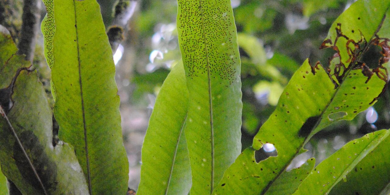 Microsorum glossophyllum