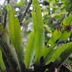 Microsorum glossophyllum