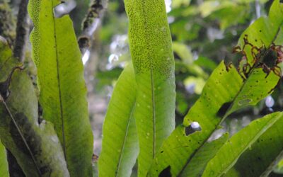 Microsorum glossophyllum