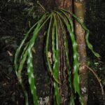 Haplopteris scolopendrina