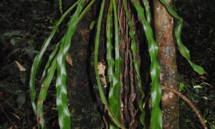 Haplopteris scolopendrina