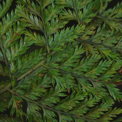 DSC_0954 (Davallia repens s.l.)