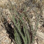 Windham’s Scaly Cloak Fern – Astrolepis windhamii – Pteridaceae – Santa Rita Mountains – Agua Caliente Area (1) (Astrolepis windhamii)