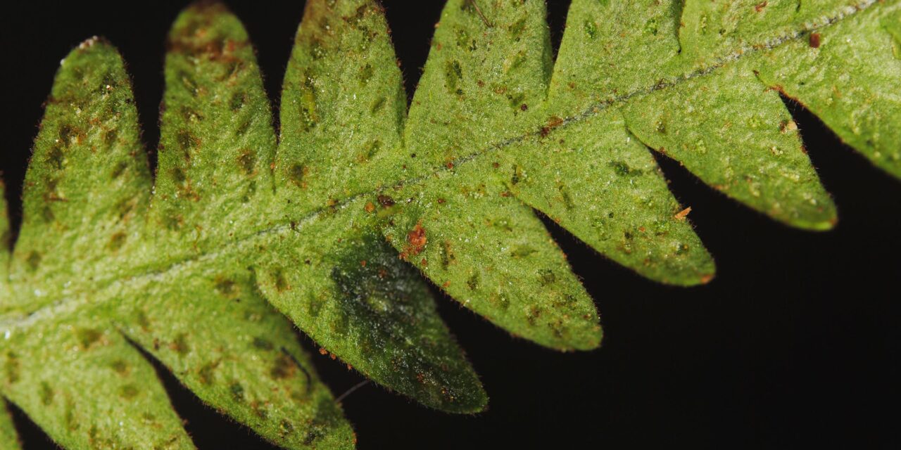 Prosaptia barathrophylla