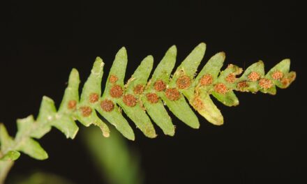 Tomophyllum callophyllum