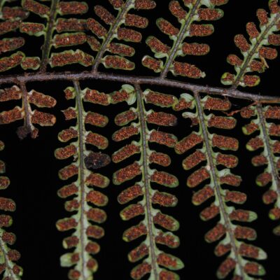 DSC_0080 (1) (Gymnosphaera hornei)