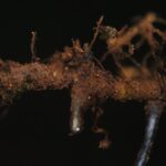 DSC_0081 (Asplenium lobulatum)