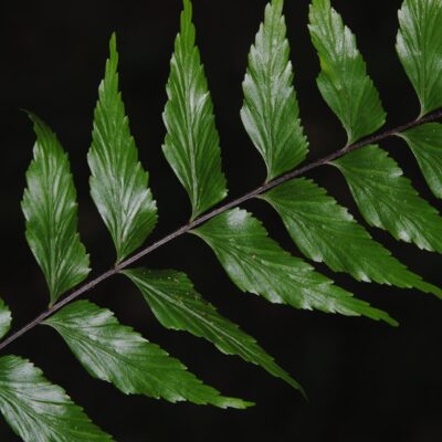 DSC_0083 (Asplenium lobulatum)