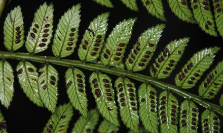 Ptisana melanesica