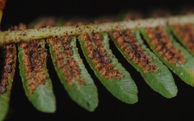 Sphaeropteris vittata