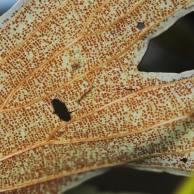 DSC_0158 (1) (Dipteris conjugata)