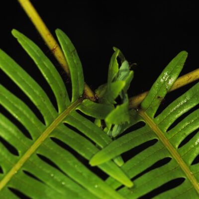 DSC_0174 (1) (Dicranopteris curranii)