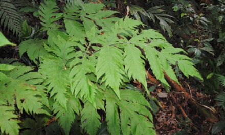 Tectaria latifolia