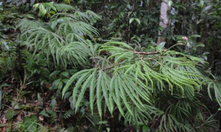 Sticherus hirtus