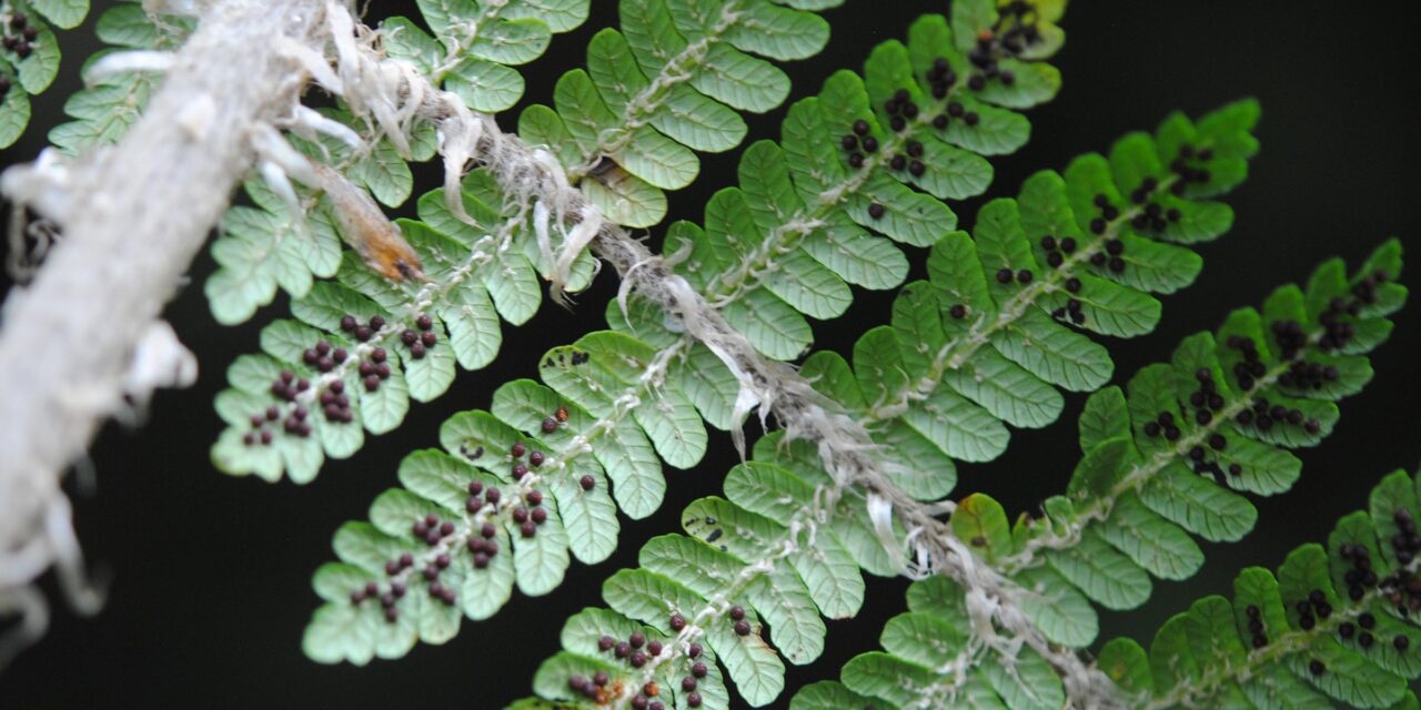 Cyathea albidosquamulata