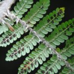 Cyathea albidosquamulata