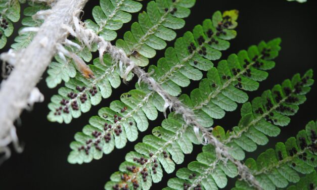 Cyathea albidosquamulata