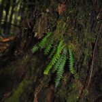 DSC_0747 (Prosaptia barathrophylla)