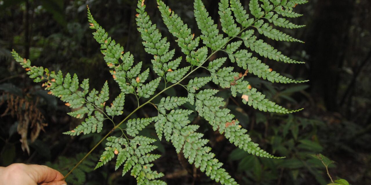 Leucostegia cf. pallida