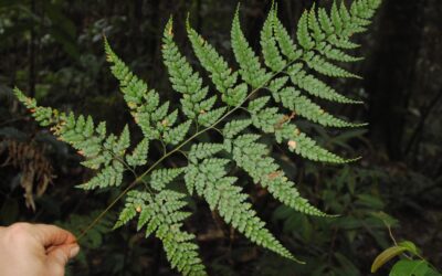 Leucostegia cf. pallida