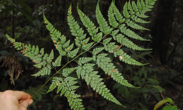 Leucostegia cf. pallida