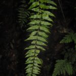 DSC_0829 (Asplenium lobulatum)