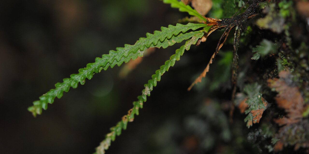 Oreogrammitis setulifera