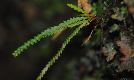 Oreogrammitis setulifera