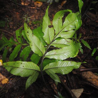 DSC_0926 (Tectaria repanda)